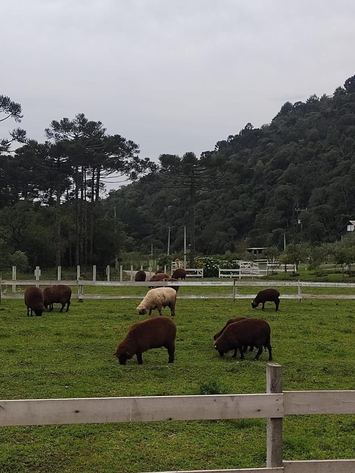 Pousada No De Pinho Urubici Exteriér fotografie